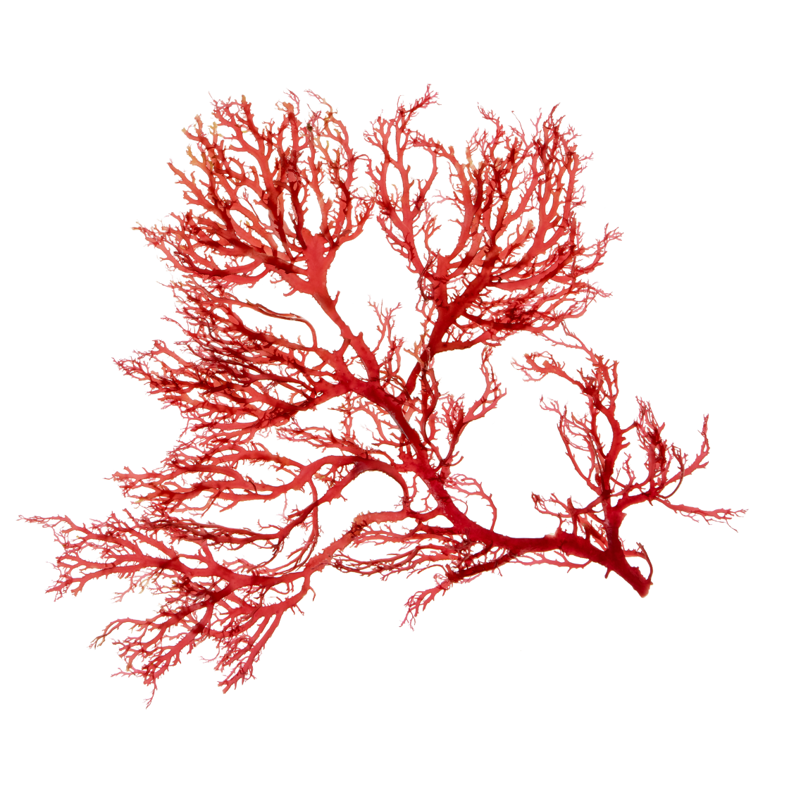 Analyzed Seaweed Image